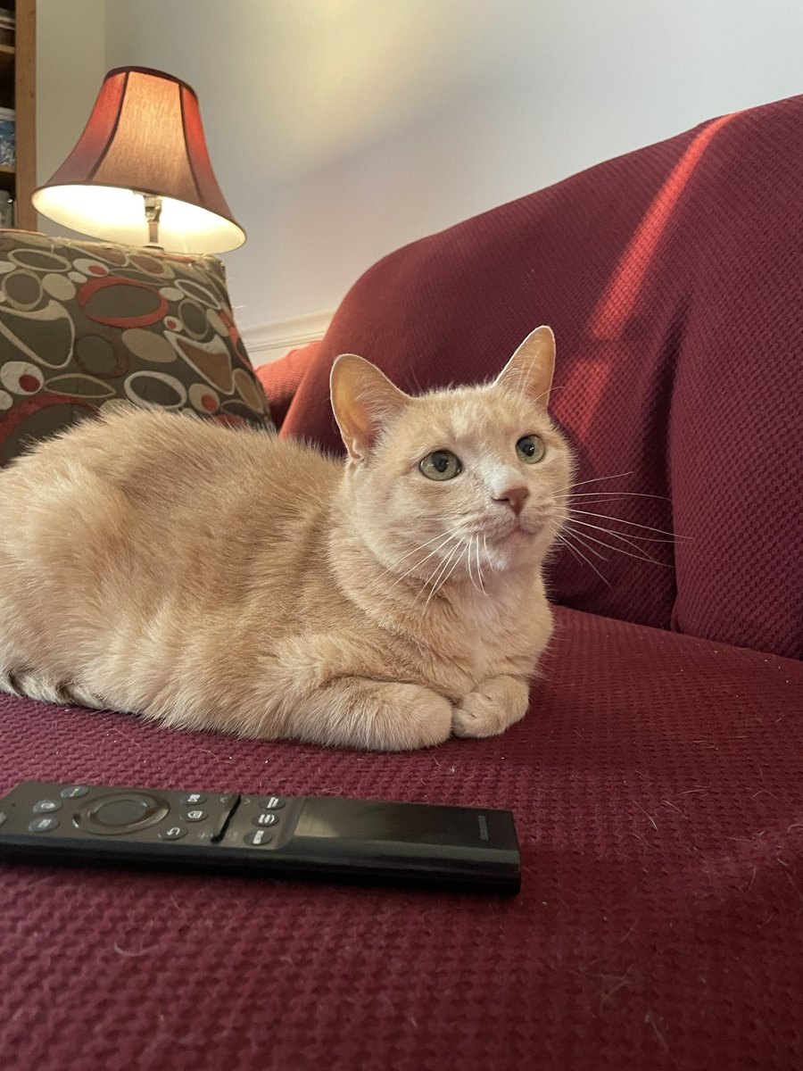 Today is the 11th anniversary of Daisy’s “gotcha day.” She was brought over by a neighbor kid who was not allowed to keep her because his family did not want another pet. It’s their loss because she has been a darling little cat for more than a decade! #catsofX #catsoftwitter