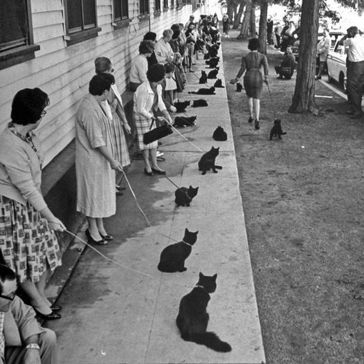 Black cats waiting to be auditioned for a horror film, 1961. Photograph by Ralph Crane.