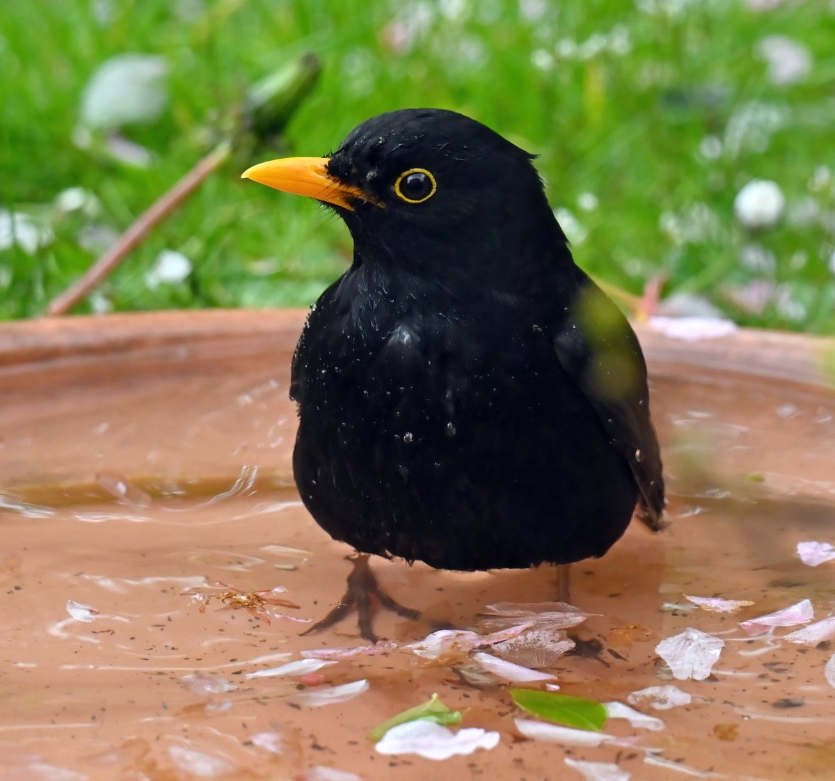 Blackbird in the bath! 😍😁🐦