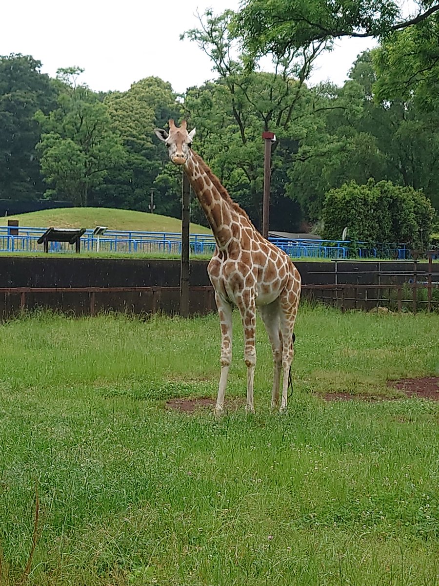 展示場に出たコノカちゃん。少し苦手な雨が降っているので、お部屋に帰りたくて、こちらをみてるのかな？ (飼2) #千葉市動物公園 #アミメキリン ＃コノカ