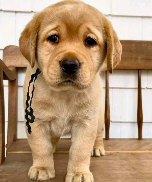 This pup is named after the last thing you ate. What is the pups name?