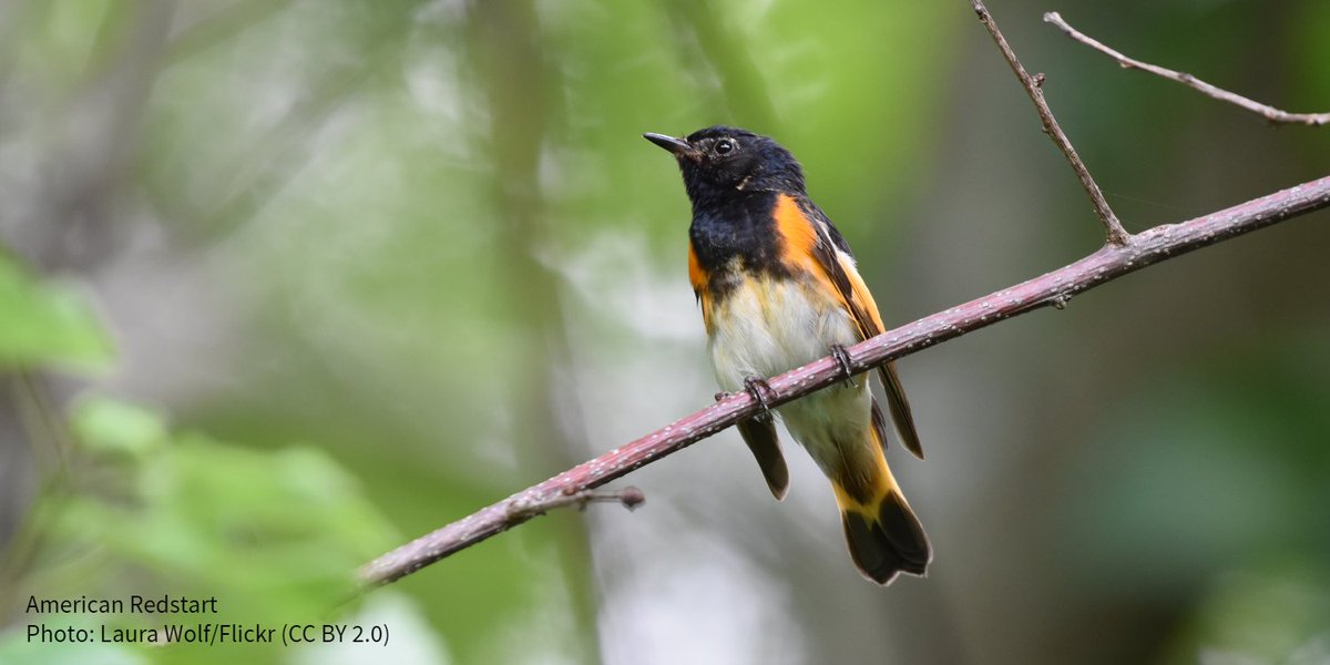 Though springtime brings a flurry of new birds to our backyards, not all birds migrate at the same time. Some species, like the American Redstart, begin flying north much later than other birds. Track their journeys on the Audubon Bird Migration Explorer: bit.ly/4bnlIqj