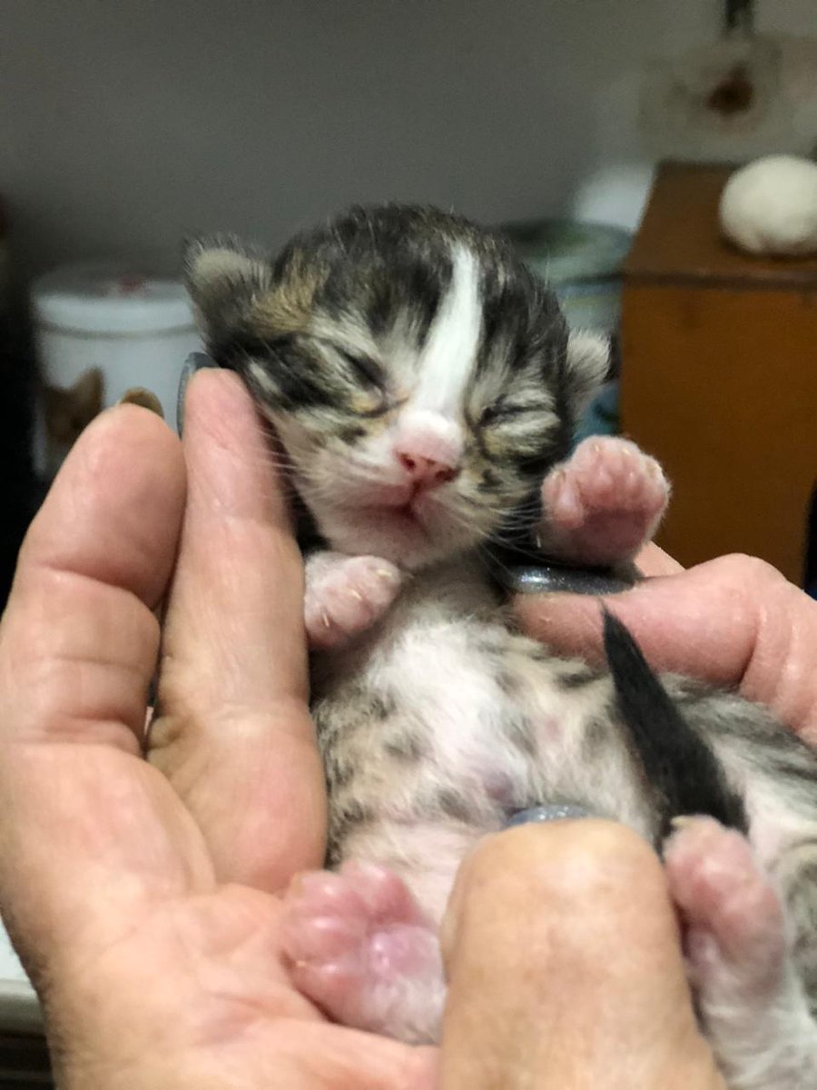 #MoonDeVillaLugano
Un botón basta de muestra, decían las abuelas.
Pues acá tengo uno de los 4 botones de Moon, la rescatada en Villa Lugano, que osó entrar por una ventana apenitas abierta  y fue a  parir a sus bendiciones en un placard, aprovechando la casa vacía