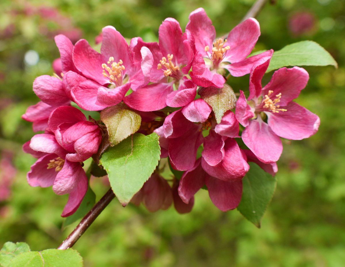 yanneyboy1's tweet photo. The delicate aroma &amp; exquisite beauty of the Crabapple blossoms!  ✌👁👃🌸 

#crabappleblossoms #FlowerFriday #FlowersOnX #observingnature #admiringnature #mothernatureknowsbest https://t.co/8liCC6UXsY