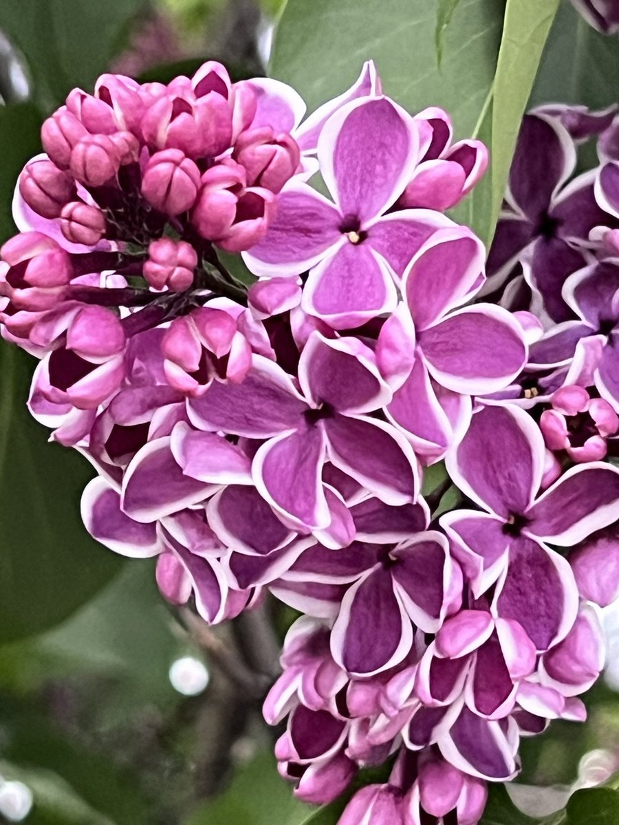 Love it when I stumble upon little gems like this 🩷💜🤍 Saw these two-toned Lilacs tonight 😜 A first for me 🤪 Aren’t they gorgeous? Good night, sleep tight everyone 😴