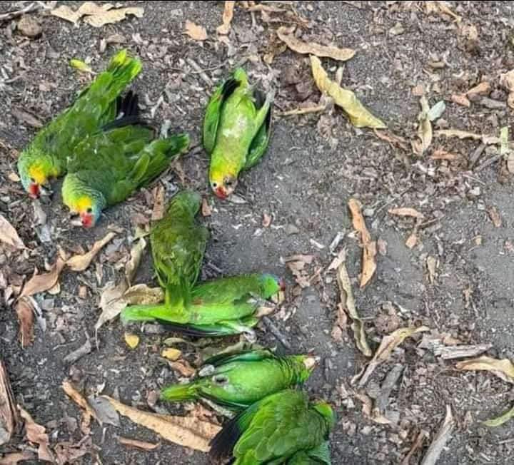 Rudel's tweet photo. La línea de fuego continúa arrasando lo que encuentra mientras destruye selva virgen en el sector de La Corona en la Reserva Biosfera Maya de #Petén. Estos loros como miles de aves más, murieron por el calor de los incendios que no los dejó volar. Petén agoniza… https://t.co/WYwAyTi8F3