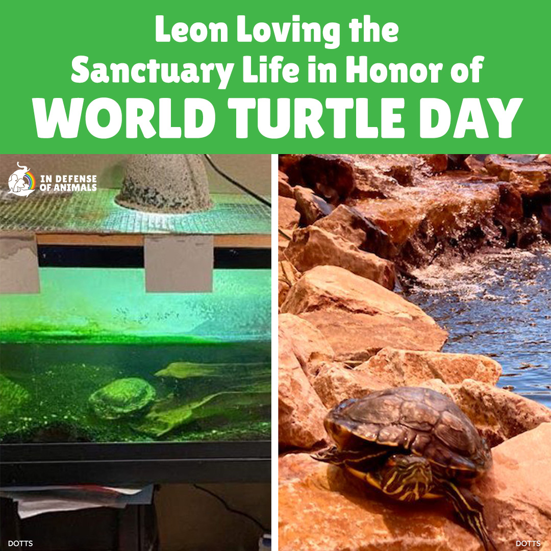 Honor #WorldTurtleDay by protecting #turtles & their threatened habitats. Never dump captive turtles in public waterways or remove turtles from the wild. Adopt, don’t shop! #RedEaredSliders #sanctuary #DesertOasis #DOTTS Read more & watch our video: bit.ly/3K6JcDZ RT