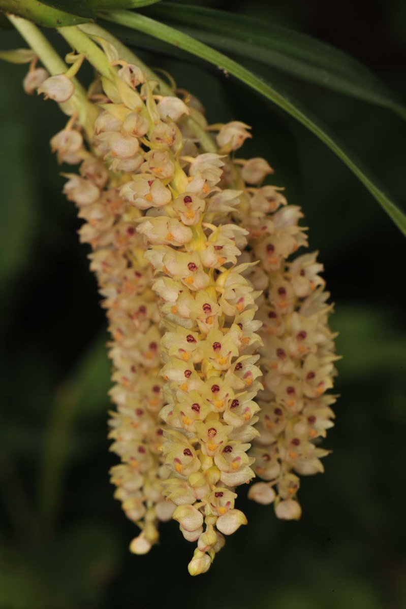 Pinalia spicata (D.Don) S.C.Chen & J.J.Wood
@InsideNatGeo 
#PuspaMrga
#NareshSwamiInTheField
#OrchidsOfEasternHimalayaByNareshSwami
#NatGeoExplorer
For more on the Orchids of the eastern Himalaya, please download the mobile application
play.google.com/store/apps/det…