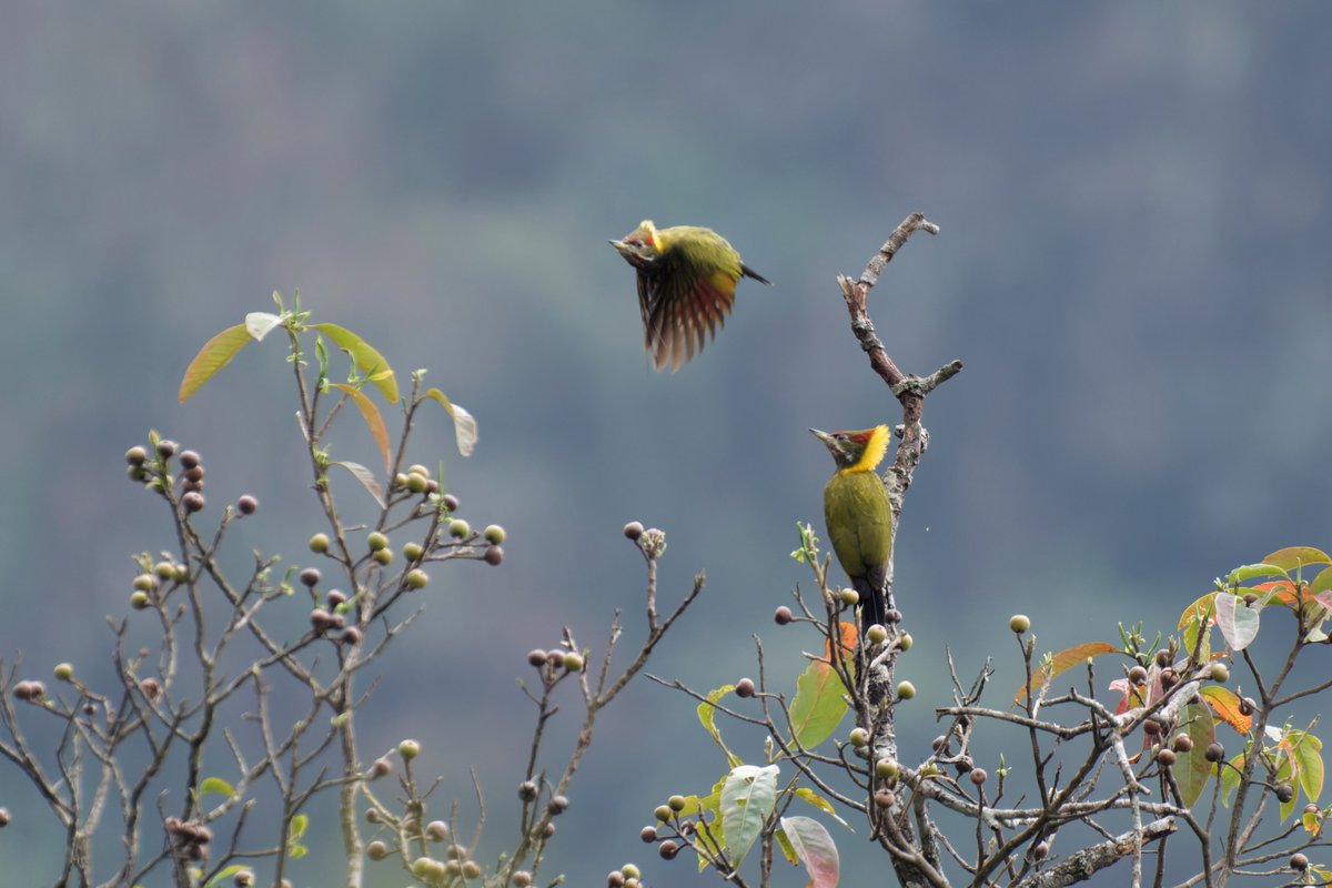 Vibrant and Vocal: The Lesser Yellownape's Forest Foraging!

@pargaien @UKNikon #indiaves @Natures_Voice #ThePhotoHour #BBCWildlifePOTD @AnimalPlanet @DiscoverKorea_ @WildlifeMag @NikonUSA #natgeoindia #BirdsOfTwitter @DiscoverMag #BirdsSeenIn2024 @BNHSIndia @BBCEarth #birding