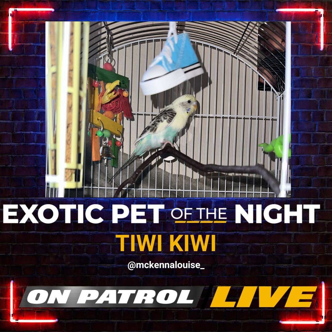 Tonight's #OPLive #ExoticPetoftheNight is TIWI KIWI. Congratulations, @mckennalouise_.

#OPNation #REELZ #OPWeekend