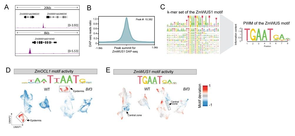 WUSCHEL-dependent chromatin regulation in maize inflorescence development at single-cell resolution 

biorxiv.org/content/10.110… 
#plantscience ♻️