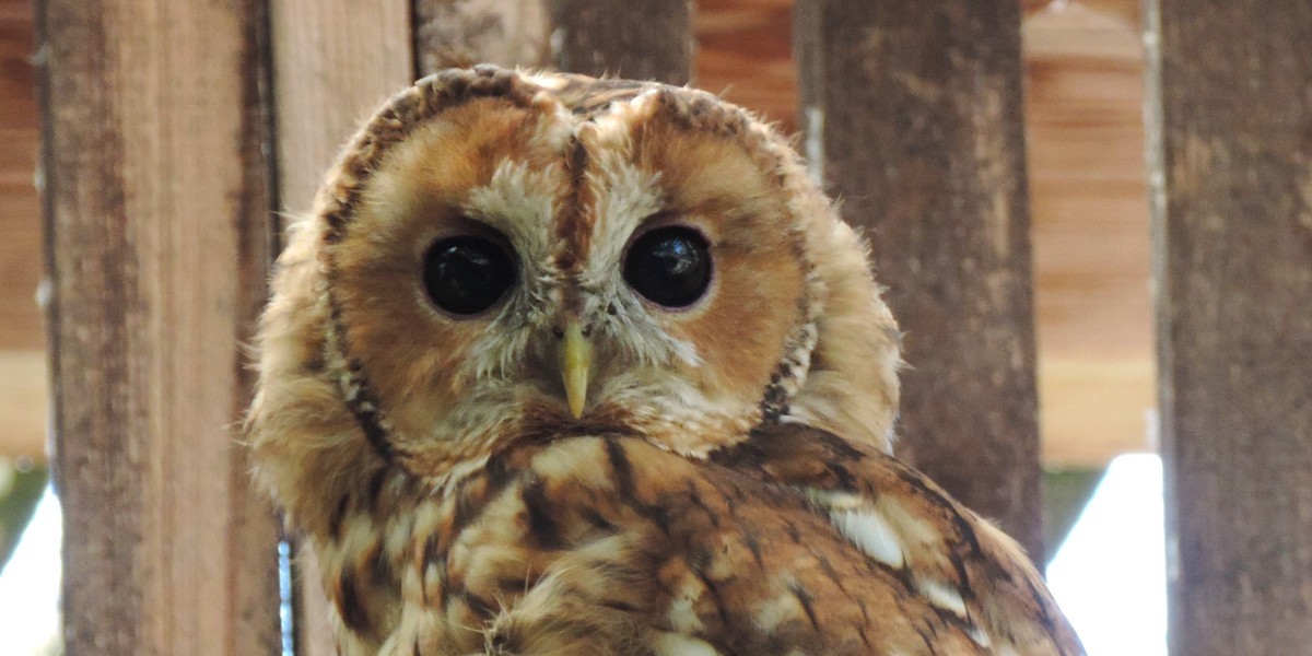 Did you know this cool owl fact? 🦉✨ 

The concave collection of features on an owl's face helps direct sound waves to their ears 🎶 

With ears at the edges of these facial disks, their ears let owls pinpoint prey even in darkness 🌙 

Talk about an evolutionary advantage!