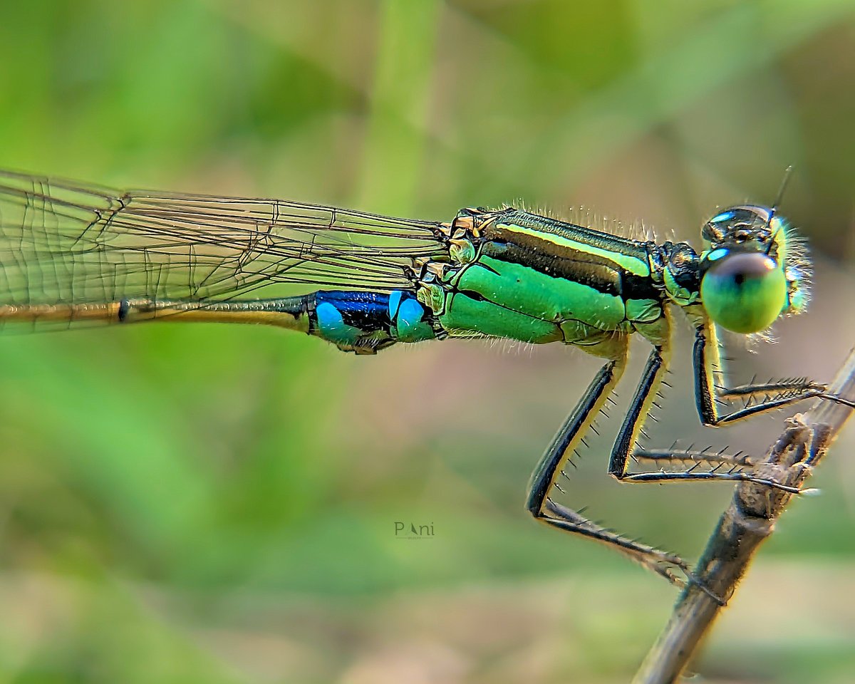 Common Bluetail

Prefers still or slow-moving water bodies like ponds, lakes, and marshes. Can even tolerate brackish and polluted water.

@IndiAves  @Avibase 

#commonbluetail #bluetail #damselfly #insectphotography #macrophotography #naturephotography #amazing_nature