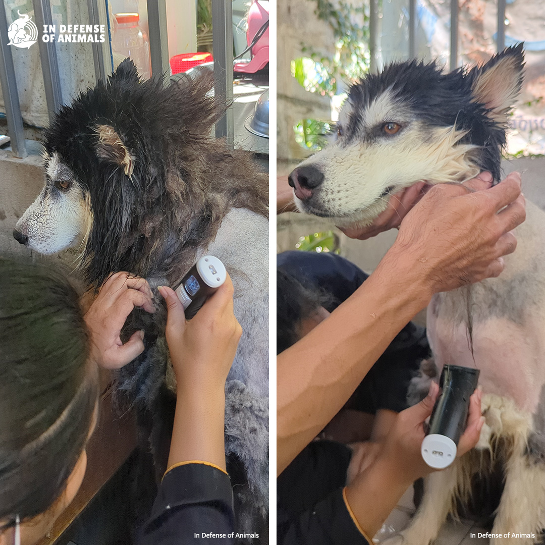 This poor Alaskan Malamute was neglected and matted in a cage when our Communications Director, Fleur Dawes encountered him in Phuket, Thailand. He got a bath and a haircut and his neglectful guardians were encouraged to stop leaving him caged. Read more: bit.ly/3V5iXUR