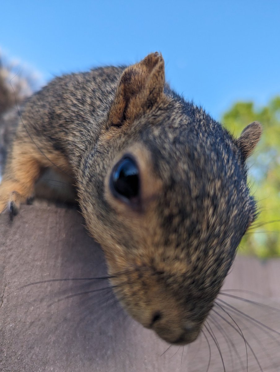 I present smol Dave my new squirrel! 

#drdolittle #friendsforlife #squirrel