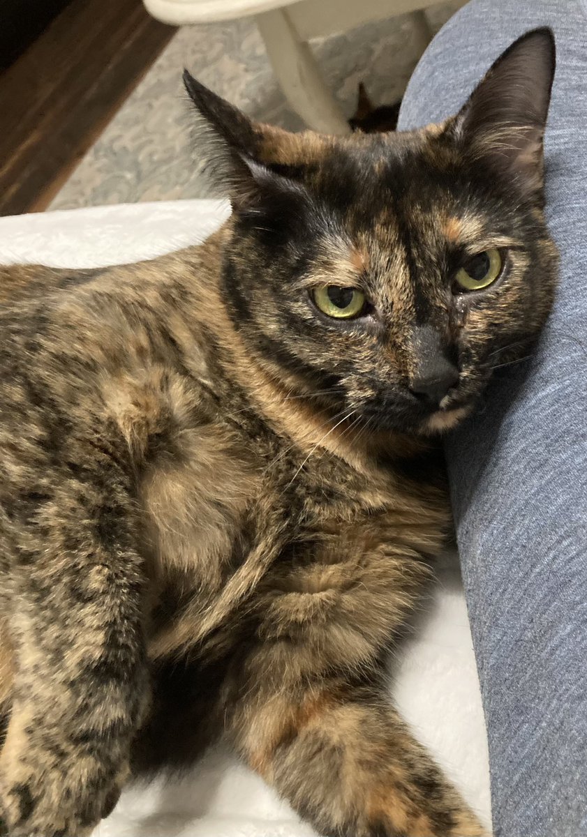My sister Minerva looks like she has tortietude and is judging. But she’s not, she’s actually very sweet! Well, she MAY be judging our mom a little bit. Wondering where her fifth meal of the day is! 😹 Of the three of us she definitely eats the most, don’t tell I said that!