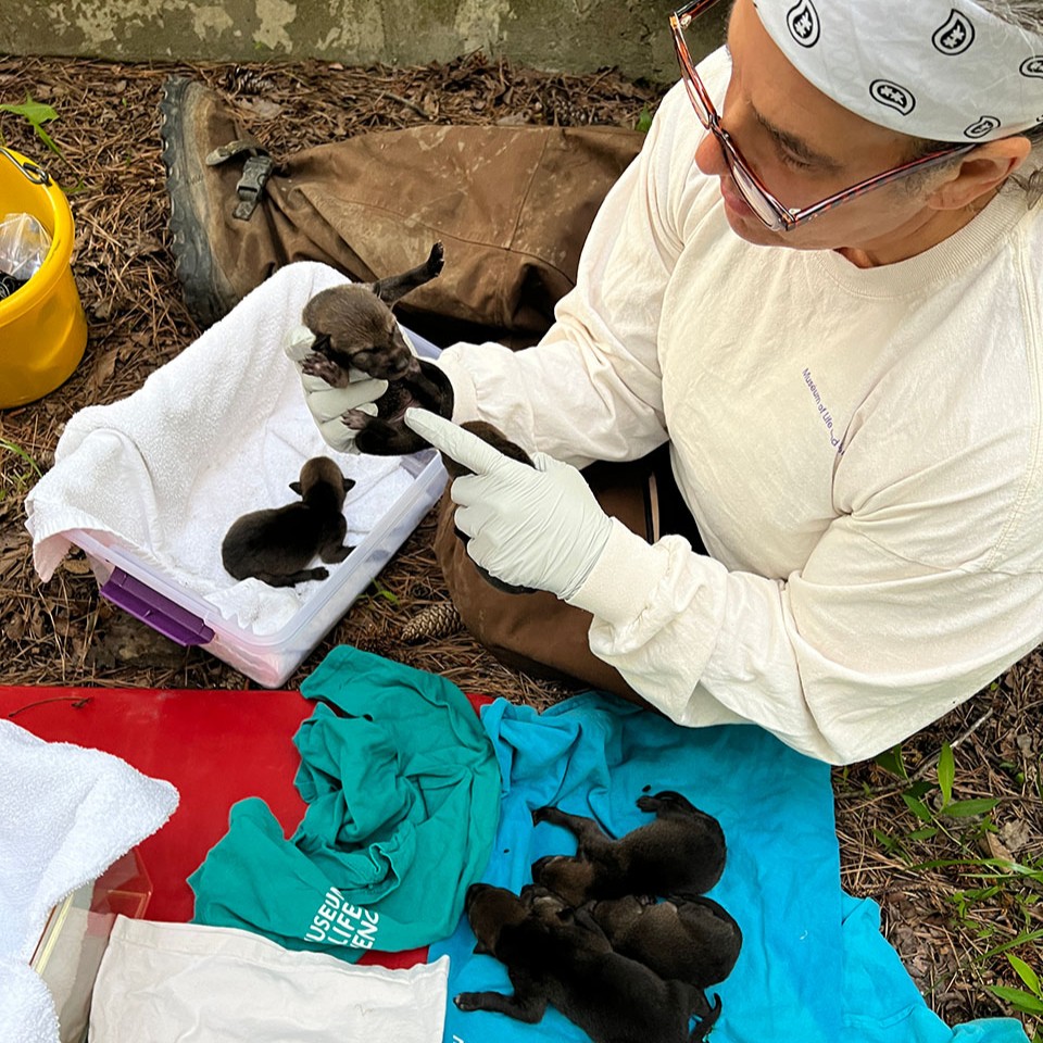 An exciting announcement for #EndangeredSpeciesDay! @LifeandScience has announced the birth of seven healthy critically #Endangered red wolf pups, a beacon of hope for the species and a significant milestone in our #Conservation efforts. 🐺 Learn more: bit.ly/3XGE92i.