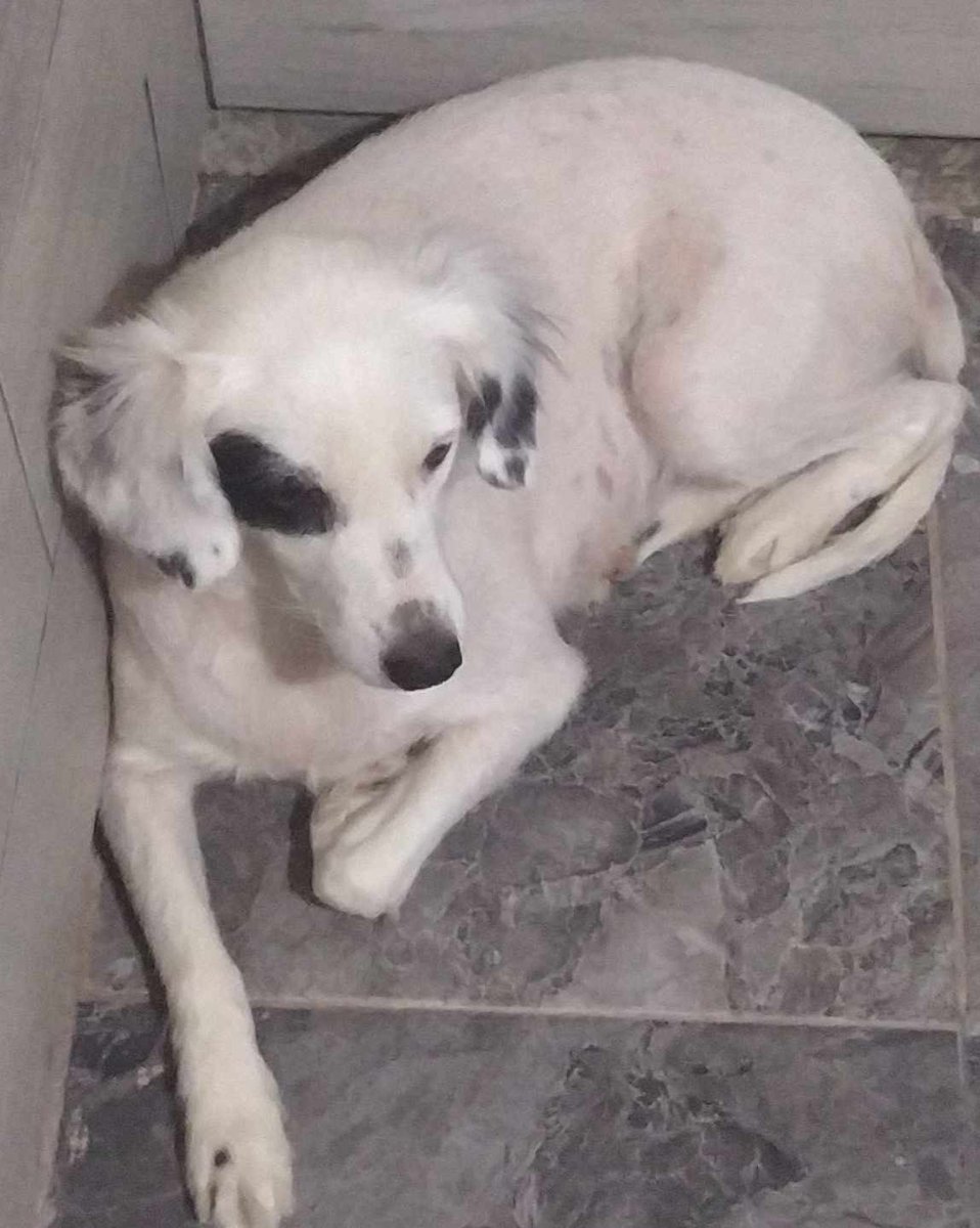 #PERDIDA #GUAYAQUIL
Nombre: #NIÑA
Fecha: 17/05/24
Sector: Sur, 8ava. entre la G y la H
Sexo: Hembra
Raza: Mestiza 
Obsv.: Pelaje color blanco con mancha por el ojo, esterilizada
Contacto: 0981772726
¡Ayúdala a volver con su familia!
#AlertaMePerdí