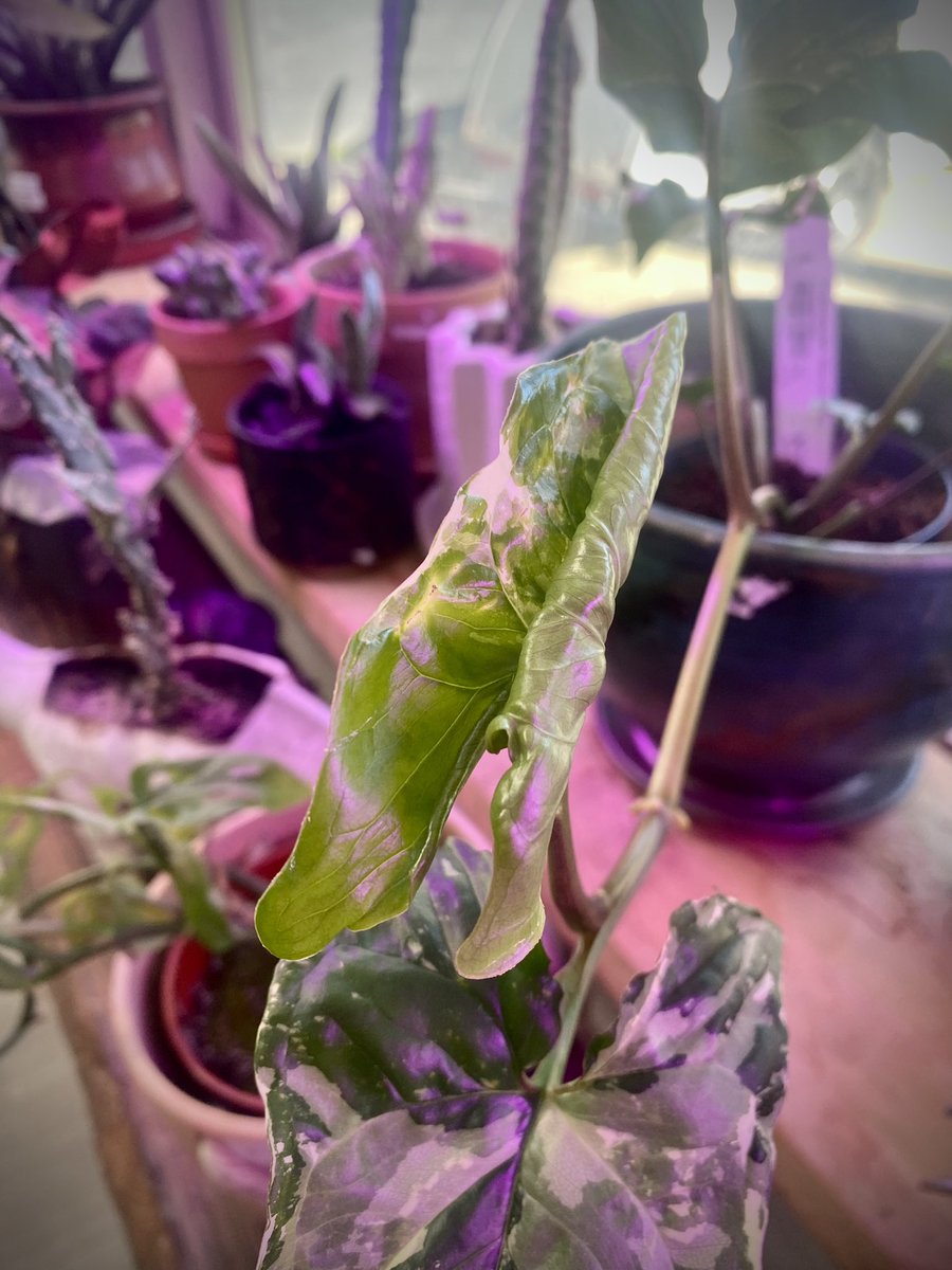AlisonAtwell's tweet photo. Waking up to more surprises! (Double prizes on that Hilo!) 🤩
#houseplants #leafwatch #spring https://t.co/np2dZr56YQ