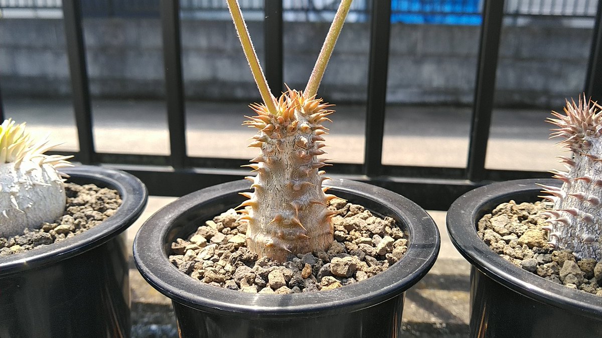 おはちゅぴ🌵
いつも同じような花ばかりだけど
種類はビミョーに違うのだ🌸
Pachypodium rosulatum ssp. makayense
 #パキポディウム
 #マカイエンセ