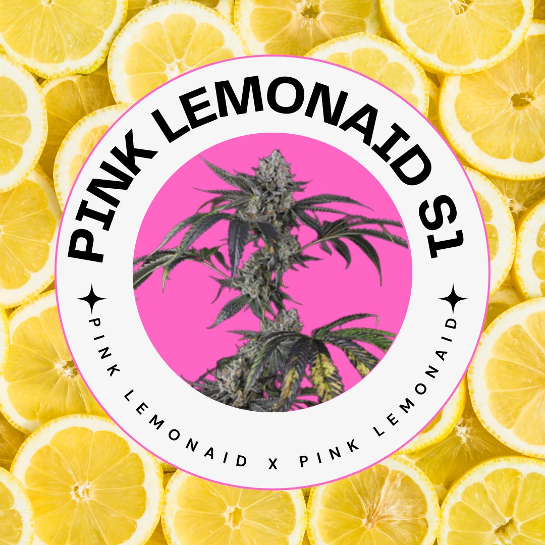 Cool off with some Pink LemonAid
rpb.li/EHCkt
#moscaseeds
#growyourown
#howtogrow
#cannabisseeds
#hightimes 
#420
#PinkLemonAidS1
#NewDrop