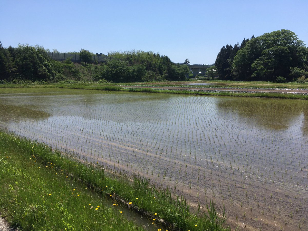 nekochanguitar's tweet photo. 今日は田植え日よりですね☀️
#秋田市
#塚本タカセ
#MAMAKe
#軽トラでゆこう
#才能あふれる僕ら https://t.co/vT0sLdlfGf