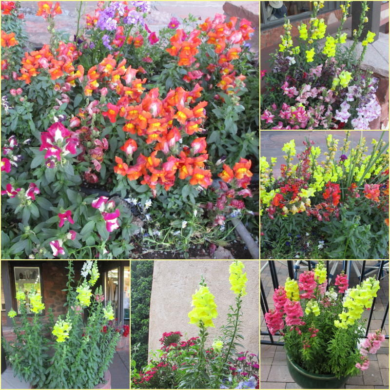 “Hope is a waking dream.” ― Aristotle

The lively #snapdragons💛❤️💜🧡🩷♥️ of Sedona...
#SixOnSaturday💐#MyPhoto📷#quotes🔖 #WritingCommunity✍️