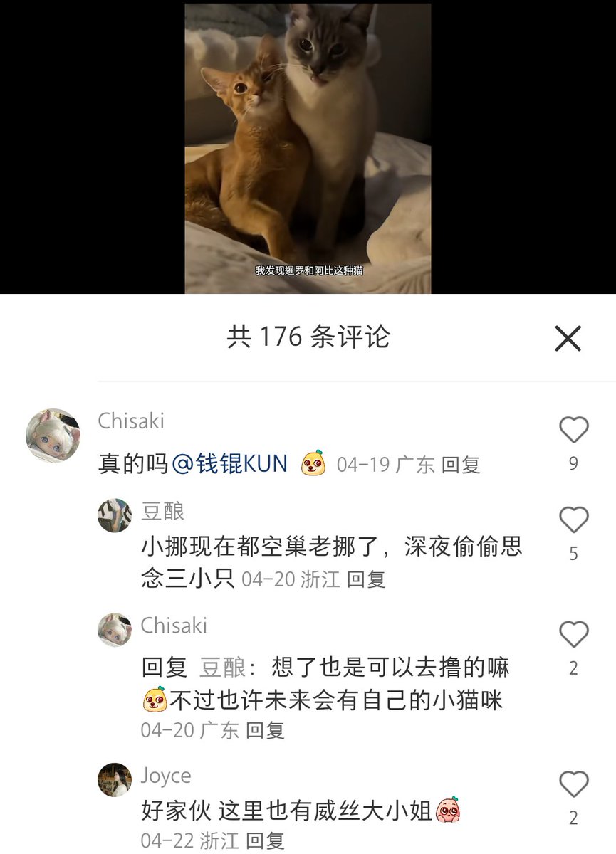 the big data😂xhs always recommends Siamese and Abyssinian cat content to me, and then I saw in the comments section of this video that someone @ Kun