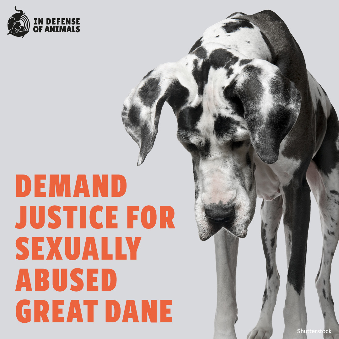 A Great Dane & 2 other dogs were removed from their home & taken to Montgomery County Animal Services in #Texas after their guardians were arrested for crimes against children & #animals. Demand #Justice4Animals bit.ly/4blB1Q1 Pls RT and support: bit.ly/3UMjpWz