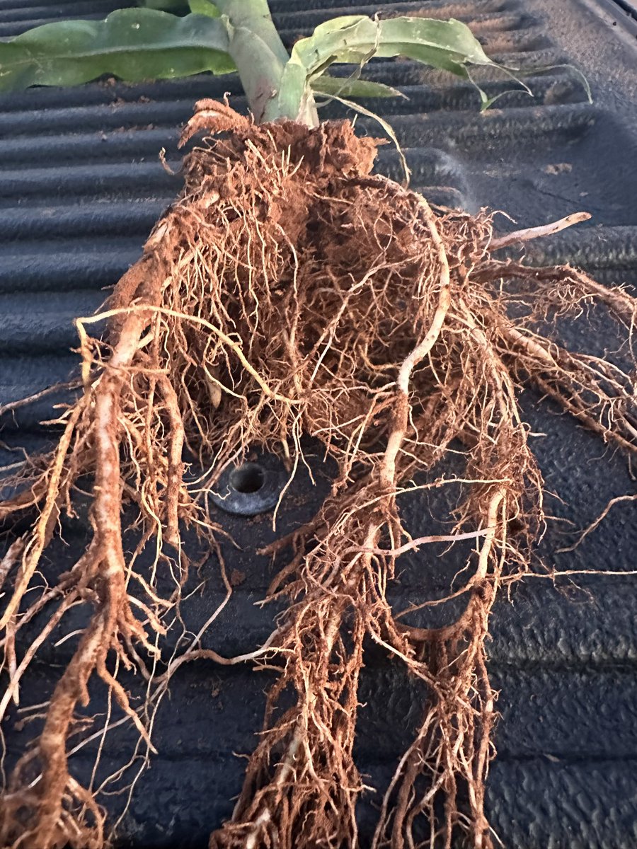 Austin Greve tweet media