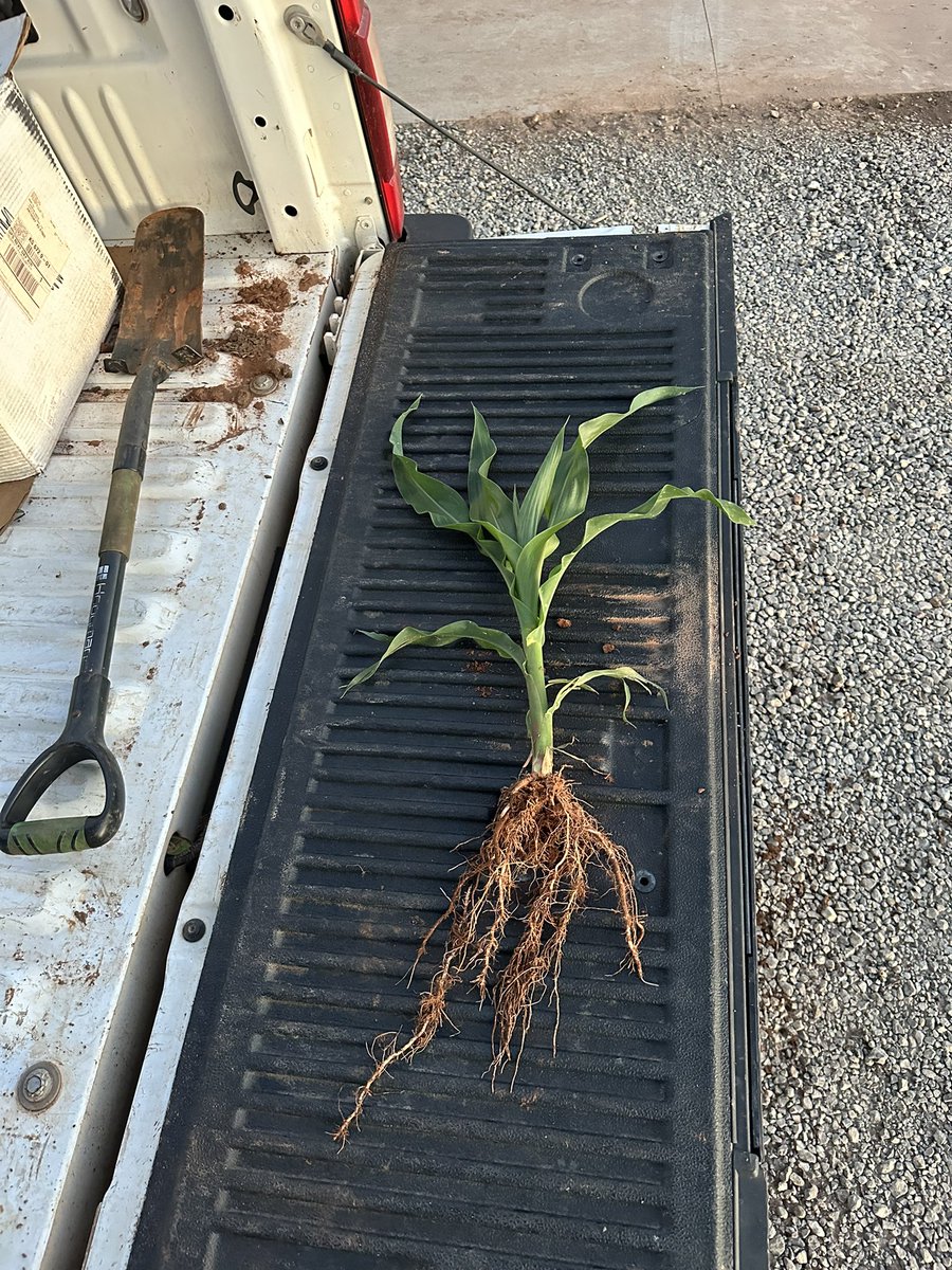 Austin Greve tweet media