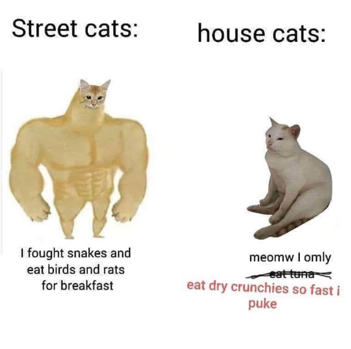 PunchingCat's tweet image. real