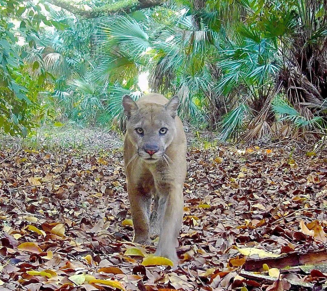 Today is Endangered Species Day and this Florida panther would like to have a word with the greedy developers in Florida.