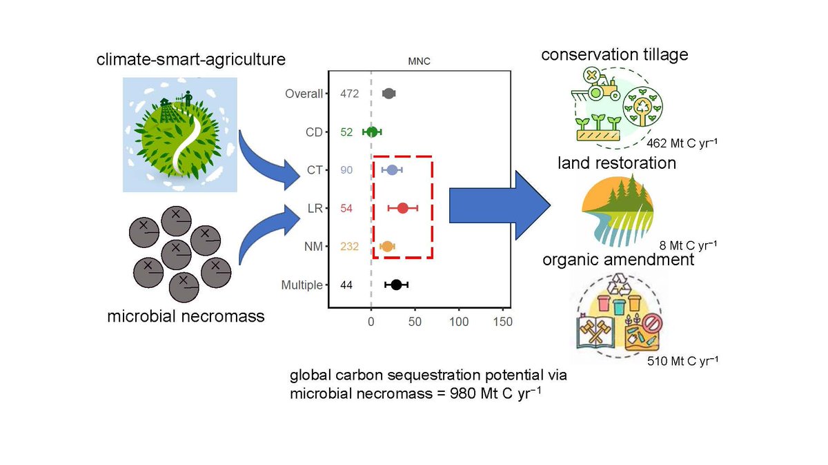 || NEW RESEARCH || Global synthesis on the response of soil microbial necromass carbon to climate-smart agriculture 📄 onlinelibrary.wiley.com/doi/abs/10.111…