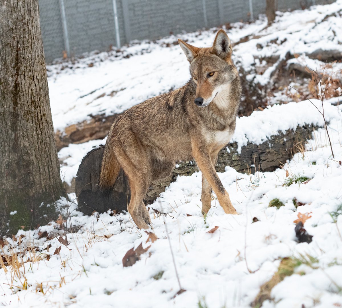 STLWolfCenter's tweet photo. This #EndangeredSpeciesDay, let's give a howling birthday shoutout to Roland โ he turns 2 today!
Join us in the celebrations by symbolically adopting his pack today to help with important #conservation work for #AmericanRedWolves.
https://t.co/nQcN4nlVdo https://t.co/IXynoplHfC