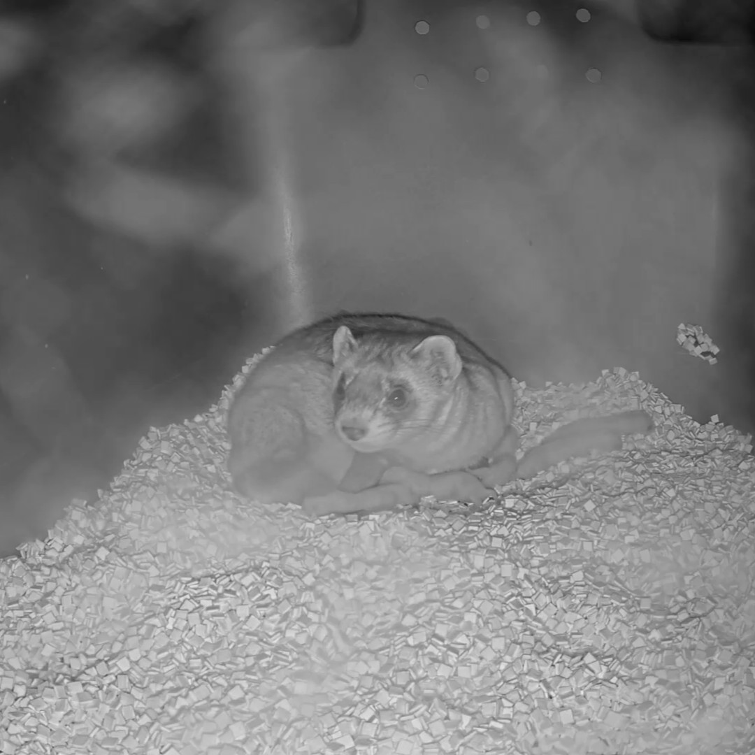 Do we hear the patter of tiny paws?? 🐾 The Zoo welcomed six black-footed ferret kits on Mother's Day, born to second-time mom Aristides! Follow along with their development via our live black-footed ferret cam. WATCH s.si.edu/43hGWSv