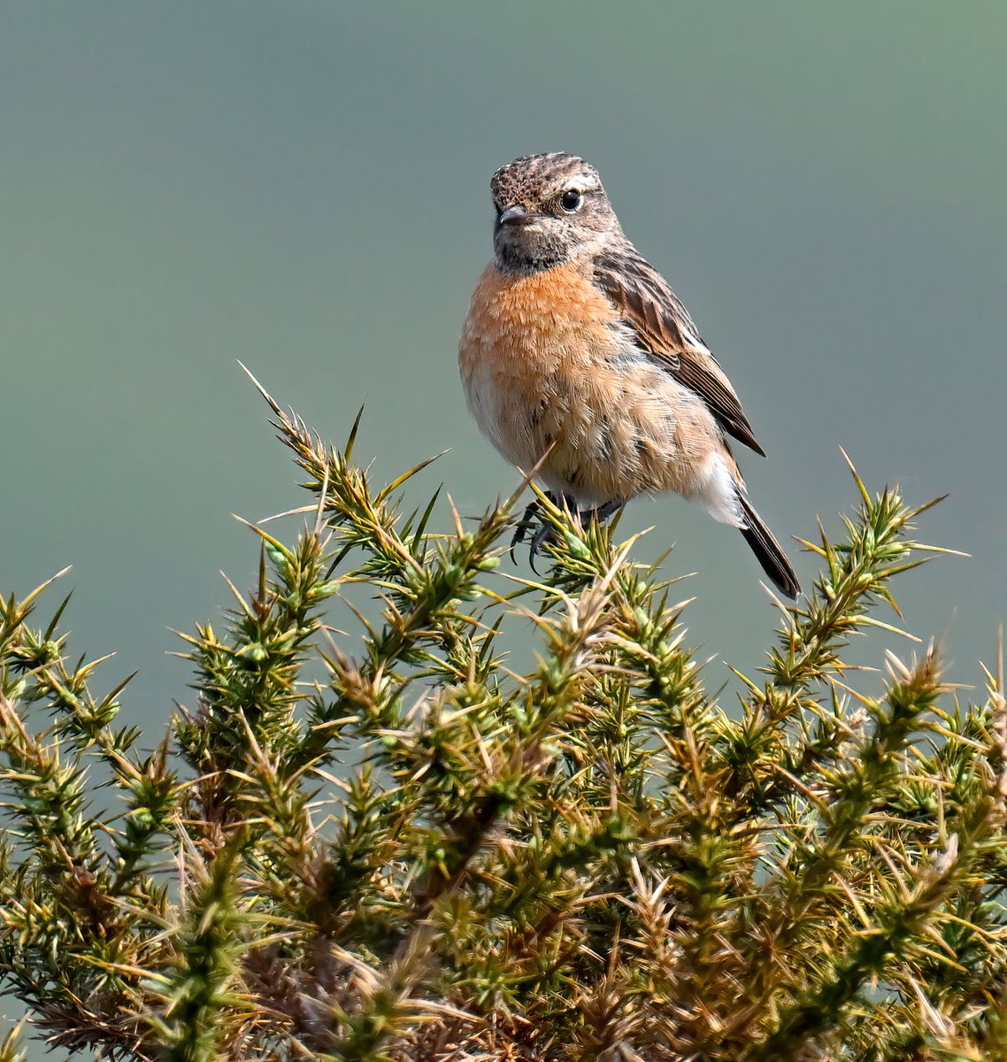 Female Stonechat in gorse. 😊
 Looks a bit prickly doesn't it! 😮😁
 Taken last weekend on the Quantock Hills. 🐦