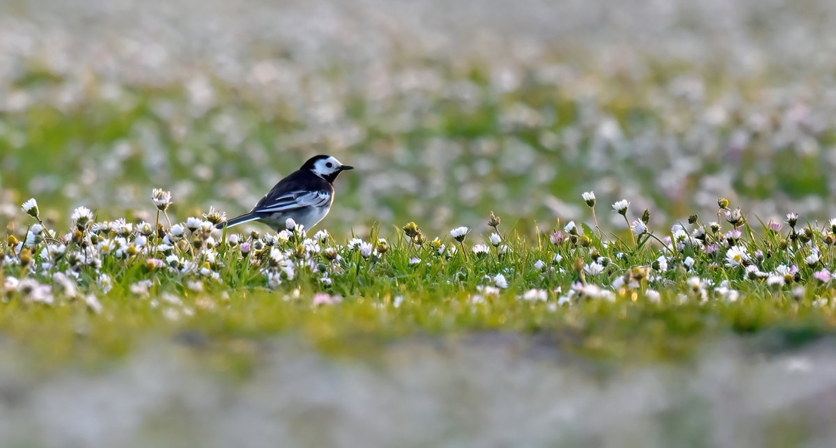 Pied Wagtail and Daisies. 😊 Taken last week in my Somerset village. 🐦