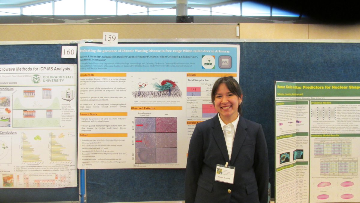 CSU_MIP's tweet image. Congratulations to 2024 Celebrating #UndergraduateResearch &amp;amp; #Creativity (#CURC) award winners in #MIP! 

🏆Best in Show: Emily Perkins
🌟Highest Honors:  Zoe Atkinson&amp;amp; Paris Kiehl
🙌 @CSUVetMedBioSci Honors: Lauren Bennett, Michelle Galvan, Sydney Johnson &amp;amp; Genova Mumford.