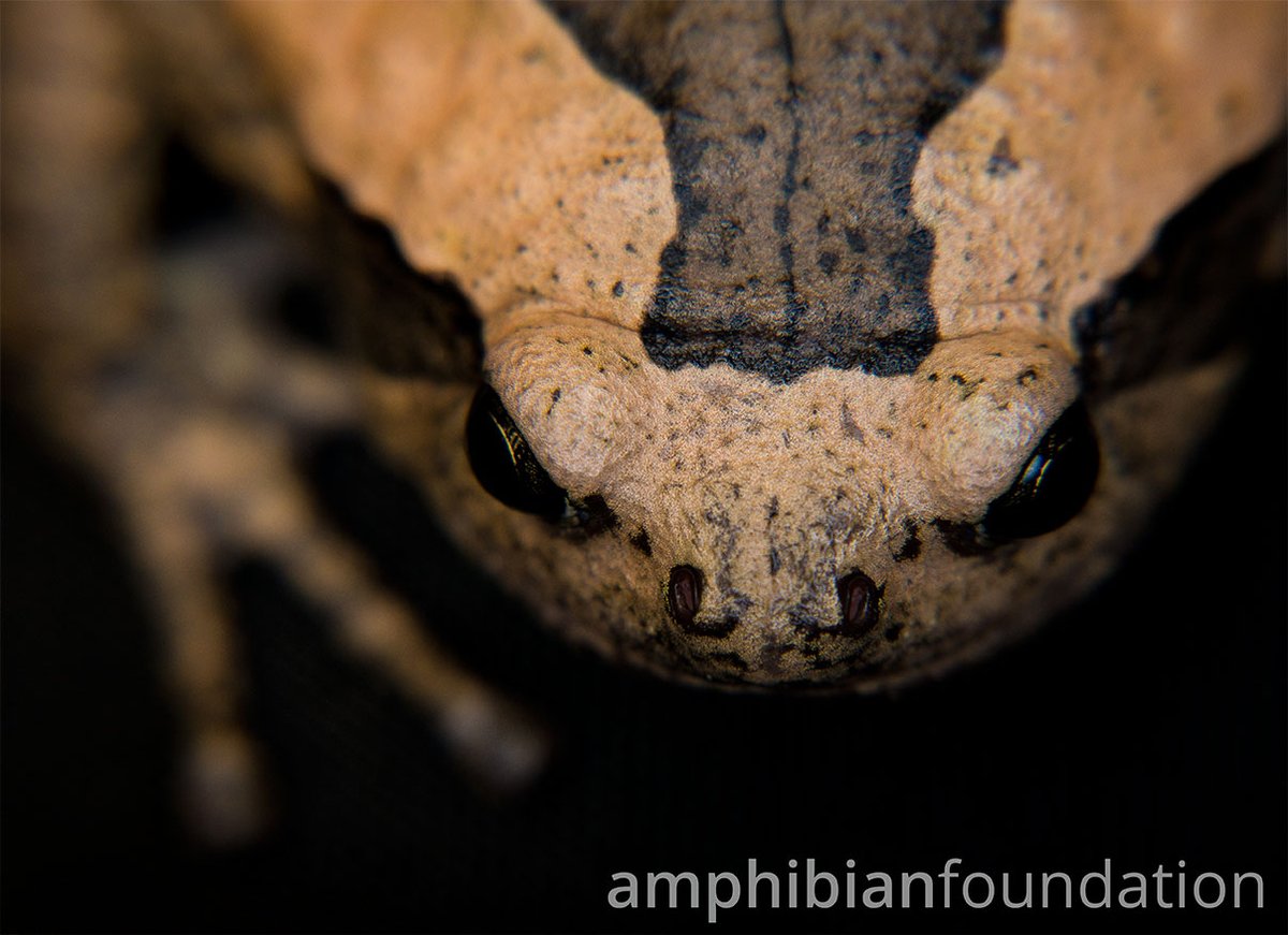 amphibianfound's tweet photo. Good news for the #GrumpyAF: #FrogFriday is here to cheer you up!
#Kaloulapulchra #Microhylidae #Kaloula #Frog #Frogs #Amphibian #Amphibia #Herpetology #Herpetologist #Herping https://t.co/plNPGBJT6J
