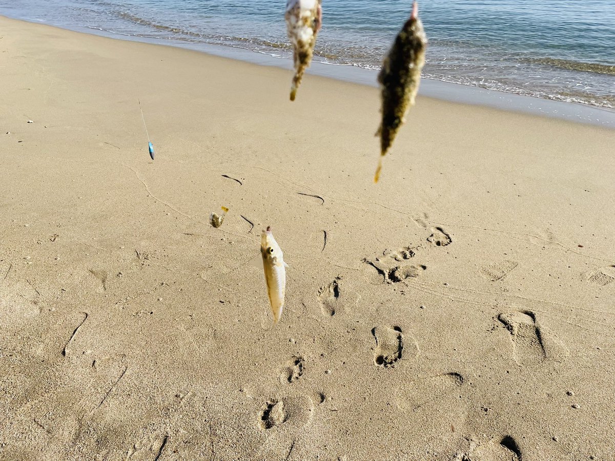 富山県の島尾海岸、キスは1色できました
なお、フグ地獄w
＃投げ釣り