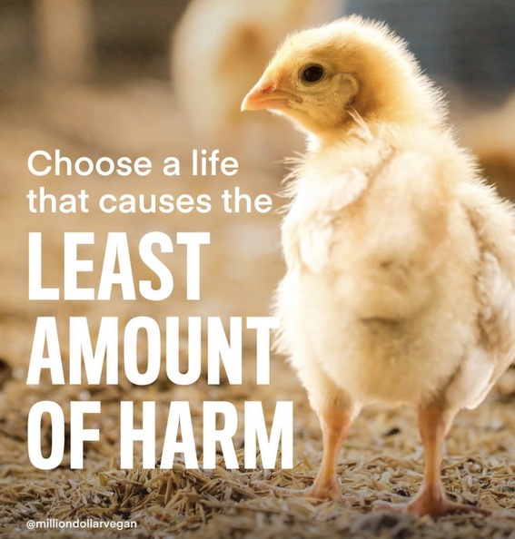 Vegan Future (@veganfuture) on Twitter photo 