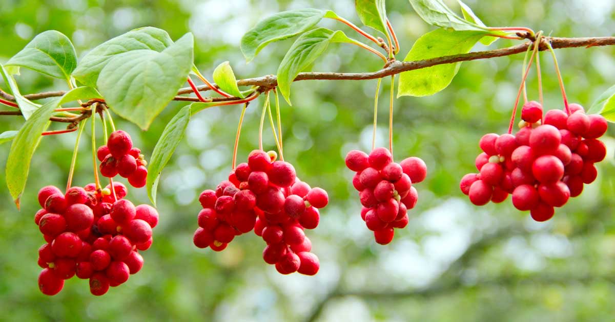 love4health_'s tweet image. Signs that your liver is full of Toxins,what a healthy liver looks like and Treatment 

A thread 🧵