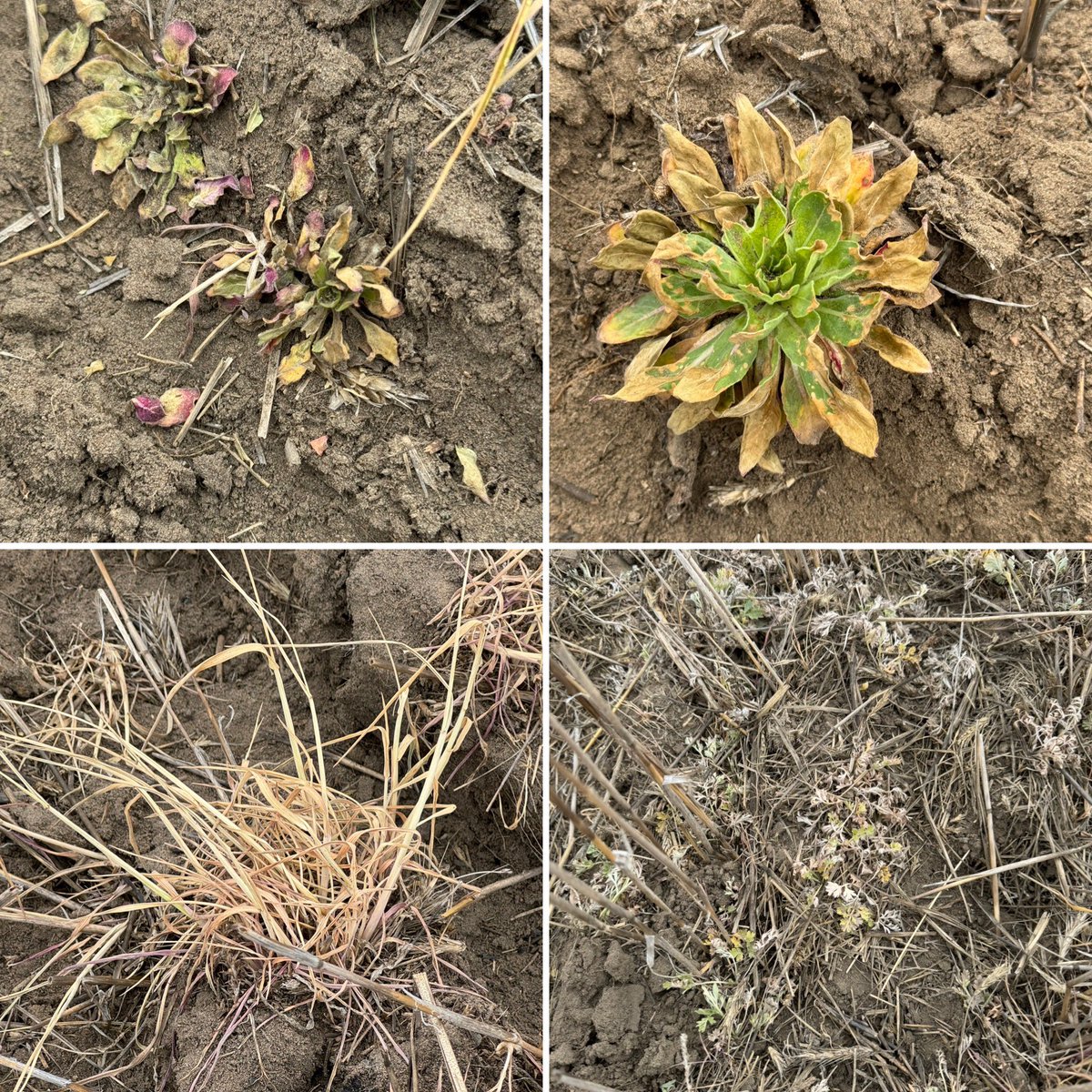 Thanks for the photos Ryan Selzer. Insight cookin’ up some weeds 7DAA. You are now entered in the cooler contest. #InsightFastestBurn @TeamSASKGOWAN
