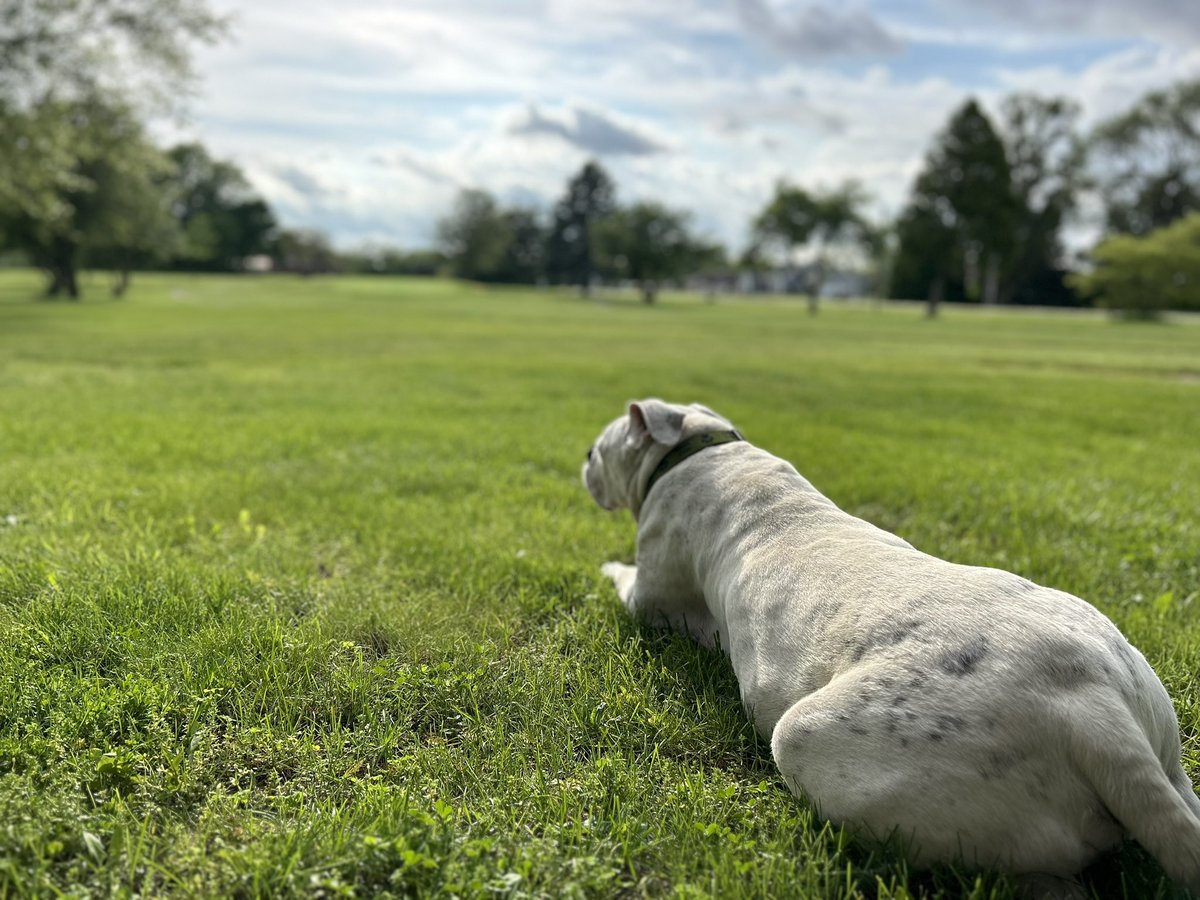 Evening sunshine + warm breeze = happy Max!! #everyonelovesmax #summervibes ⛳️☀️