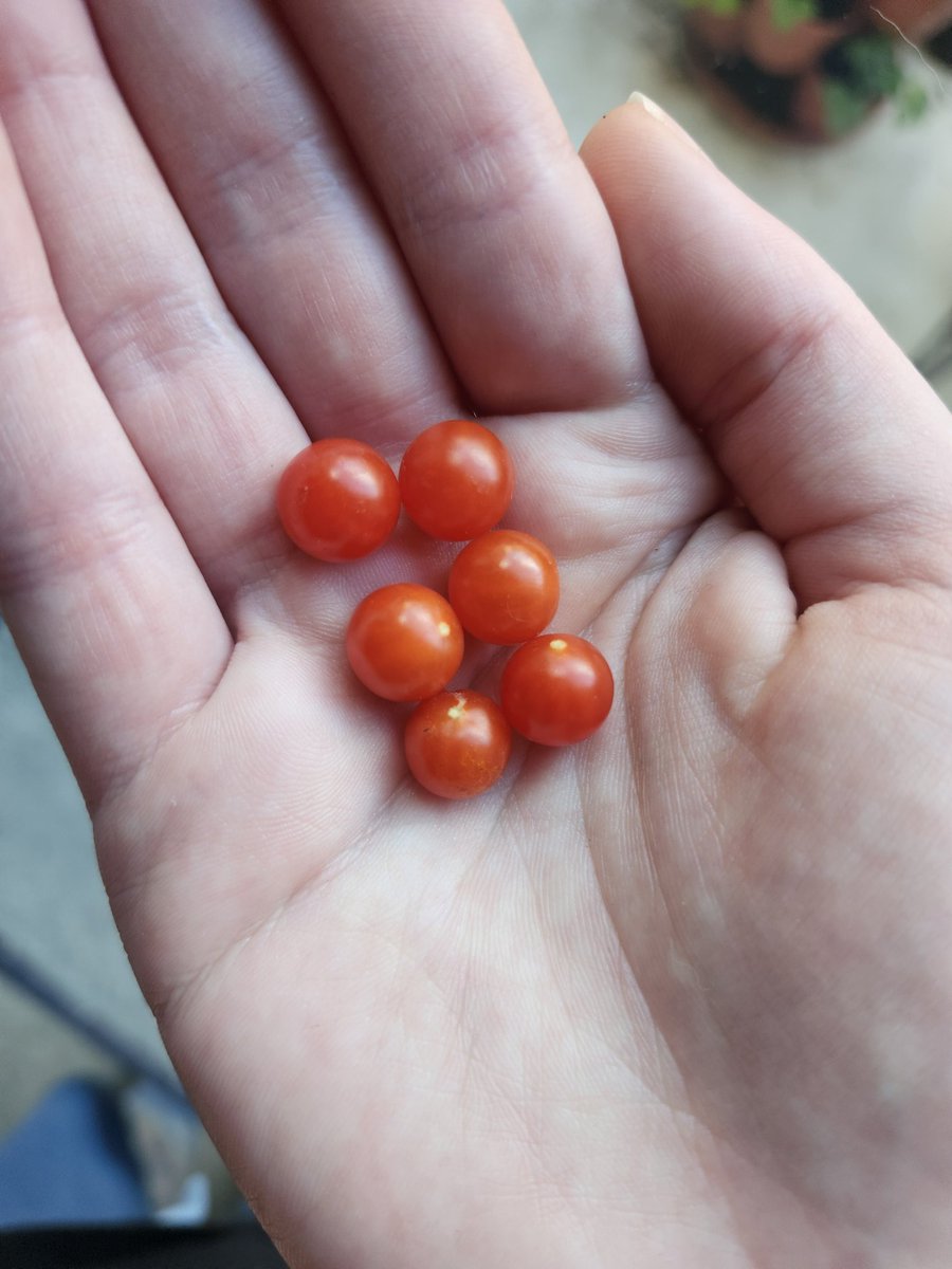 My first harvest of spoon tomatoes 🍅