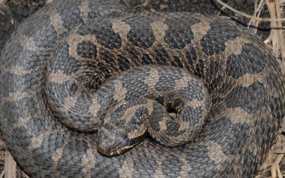 Don’t get rattled if you see a Eastern Massasauga Rattlesnake this #EndangeredSpeciesDay! 🐍 We're serious about protecting the plants & animals that call northern IL home - including these docile creatures who suffer from habitat loss & being killed when appearing near homes.
