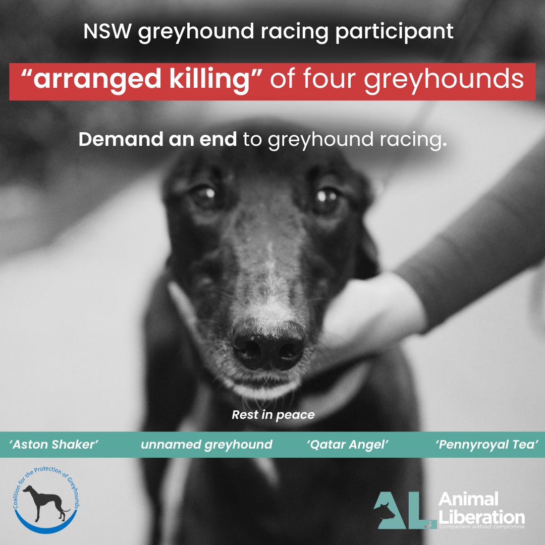 BREAKING: Collin Wasson, a NSW greyhound racing participant “arranged” the killing of four greyhounds. He has been found guilty of 16 separate charges by the Greyhound Welfare & Integrity Commission however no animal cruelty charges have been laid. gwic.nsw.gov.au/__data/assets/…