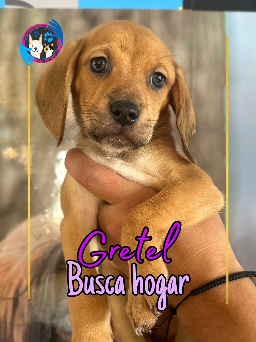 AsociacionMi's tweet image. Grettel, Adam y Nick buscan hogares que los amen por el resto de vida, son hermosos, cariñosos y muy lindos, si deseas hacerlos parte de tu familia por favor escríbenos al whatsapp 
📲 3118009018 💙💙🩷