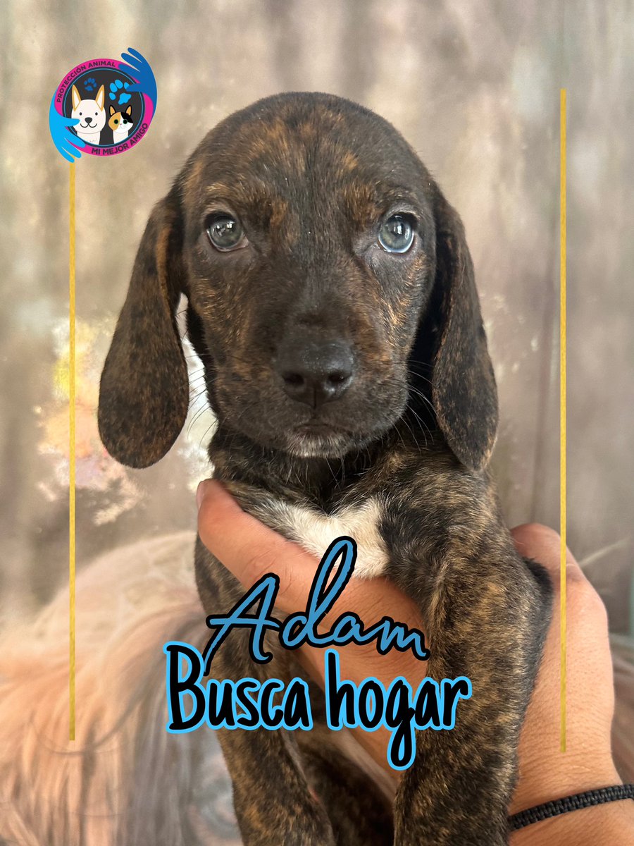 AsociacionMi's tweet image. Grettel, Adam y Nick buscan hogares que los amen por el resto de vida, son hermosos, cariñosos y muy lindos, si deseas hacerlos parte de tu familia por favor escríbenos al whatsapp 
📲 3118009018 💙💙🩷